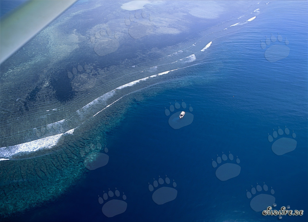 Vue aérienne du Shark Reef dans la lagune de Beqa aux îles Fidji