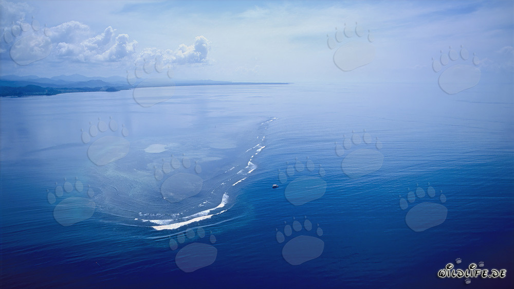 Das Shark Reef in der Beqa Lagoon aus der Luft