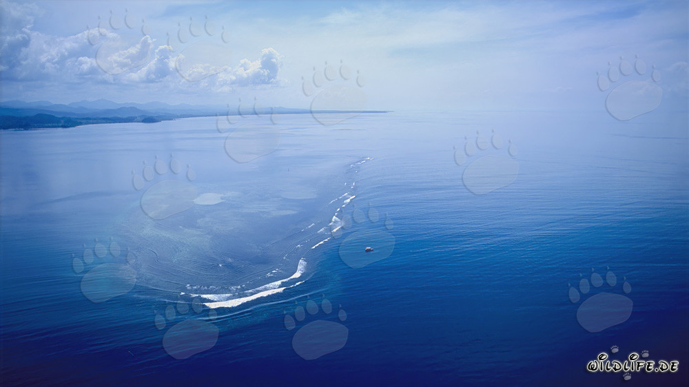 Lo Shark Reef nella laguna di Beqa dall'alto