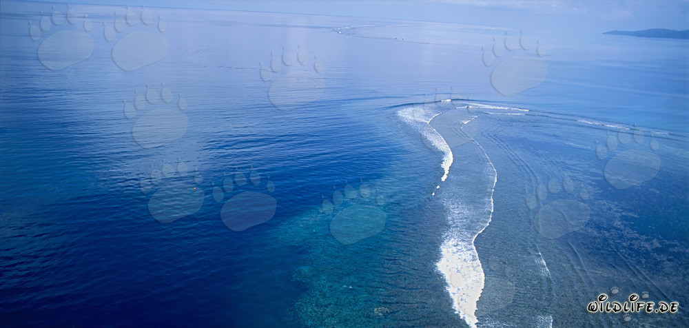 Luftaufnahme des Shark Reefs in der Beqa Lagune, Fiji
