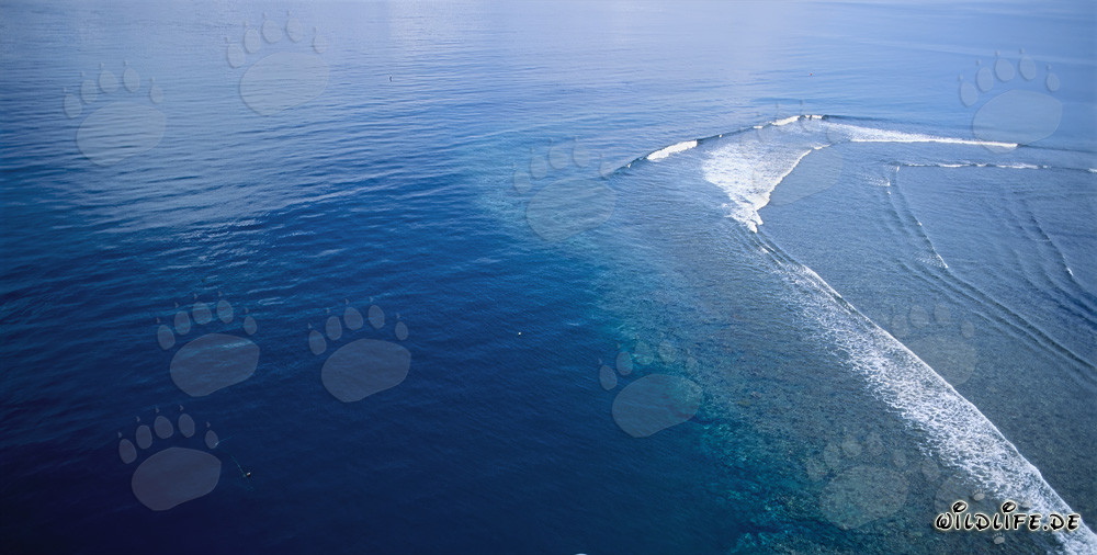 Aerial photography of Shark Reef in the Beqa Lagoon in Fiji
