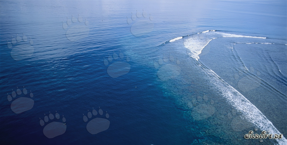 Luftaufnahme des Shark Reef in der Beqa Lagoon auf den Fiji Inseln