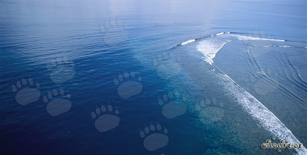 Veduta aerea dello Shark Reef nella laguna di Beqa nelle isole Figi