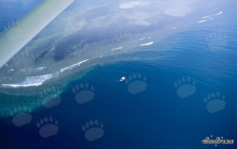 Aerial view of Shark Reef in Beqa Lagoon in Fiji