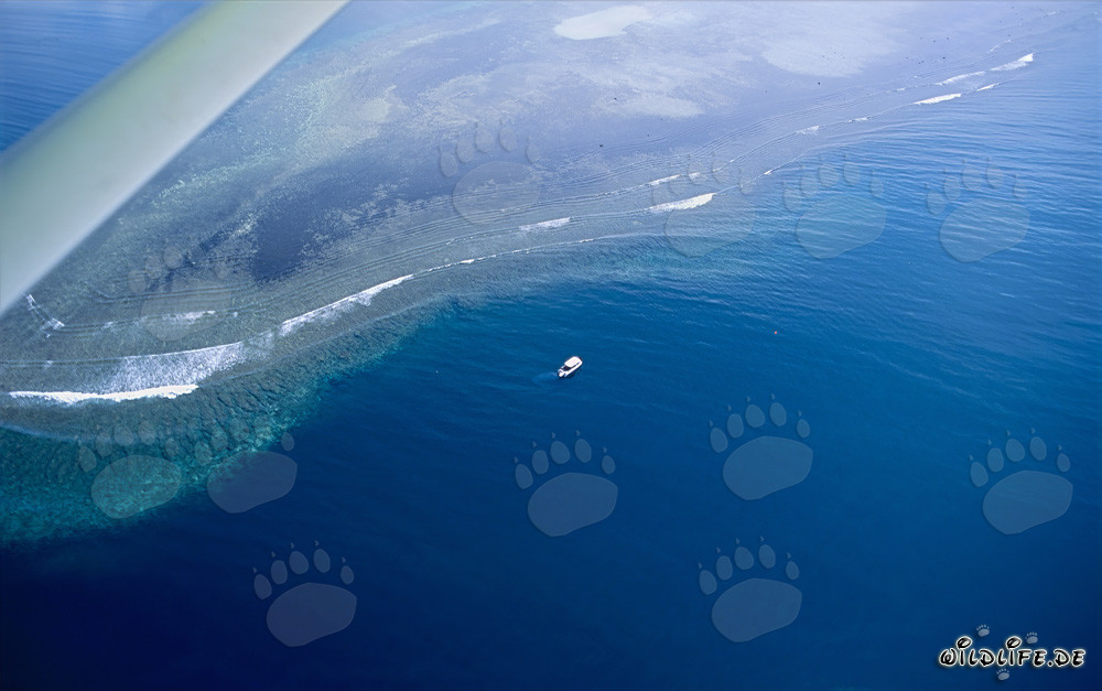Veduta aerea di Shark Reef nel lago Beqa alle Fiji