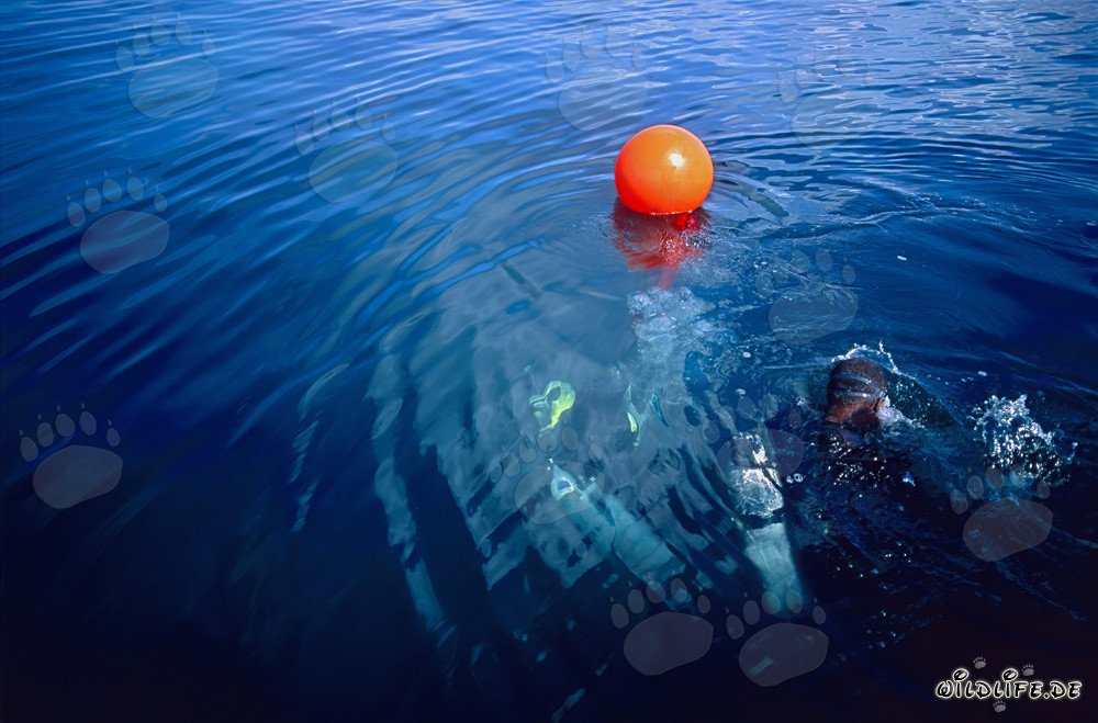 Biologist controls border buoy at the Shark Fin Reef marine sanctuary in Beqa Lagoon, Fiji