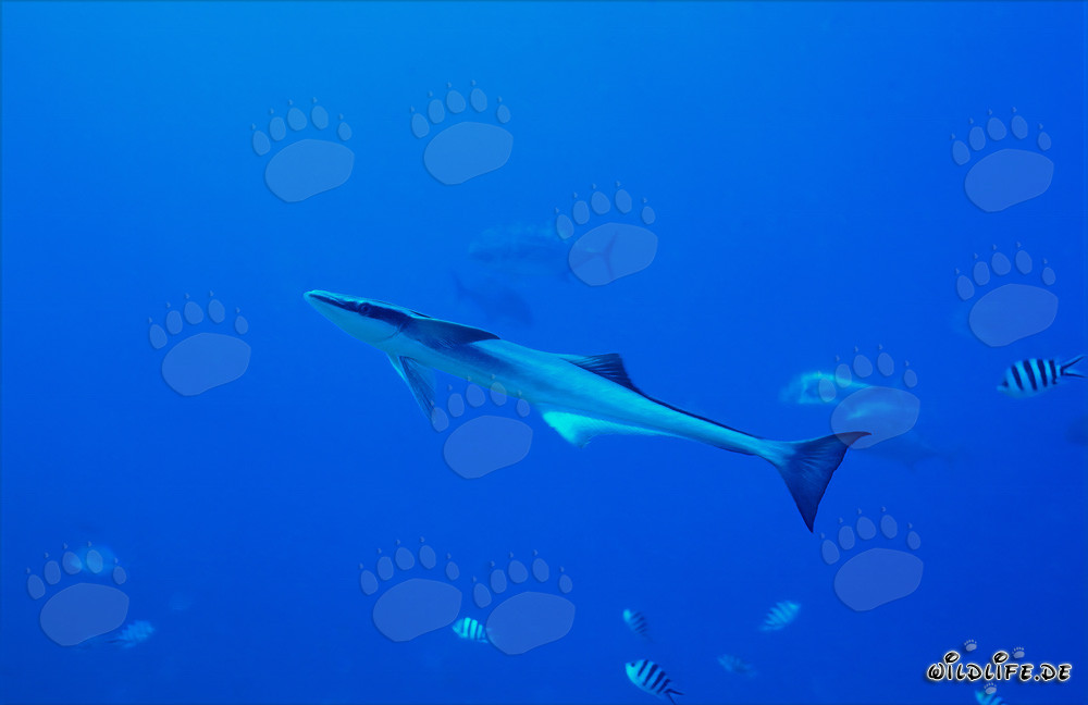 Rémora commune au Shark Reef dans le lagon de Beqa, Fidji