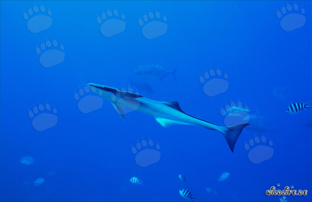 Remora común en Shark Reef en la laguna de Beqa, Fiyi