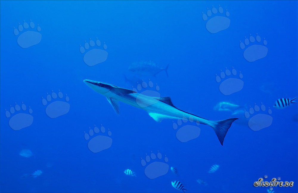 Remora comune presso lo Shark Reef nel lago di Beqa, Figi