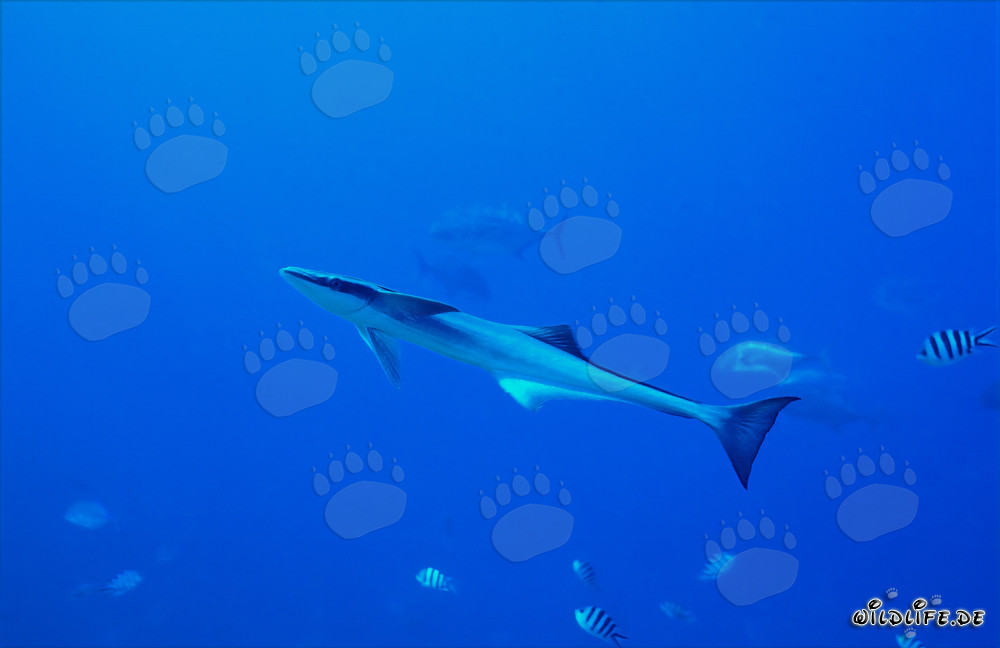 Sharksucker (Remora remora) at Shark Reef in Beqa Lagoon, Fiji