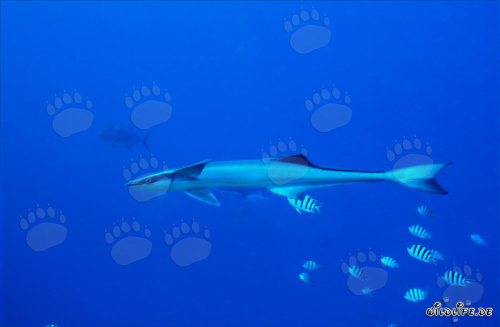 Pez piloto común en Shark Reef - Fascinante criatura marina