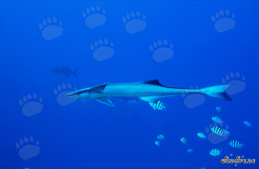 Remora comune a Shark Reef - Affascinante creatura marina
