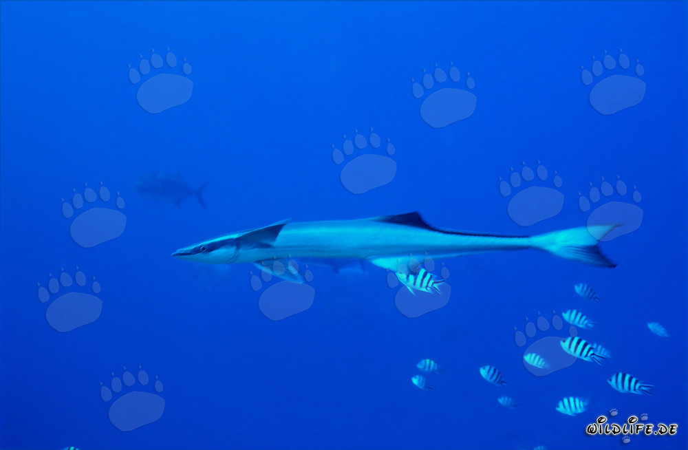 Sharksucker (Remora remora) at Shark Reef - Fascinating Marine Creature
