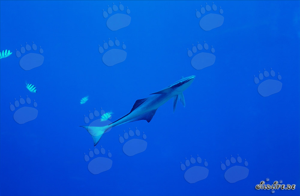 Fascinant Commun remora au Shark Reef aux Fidji