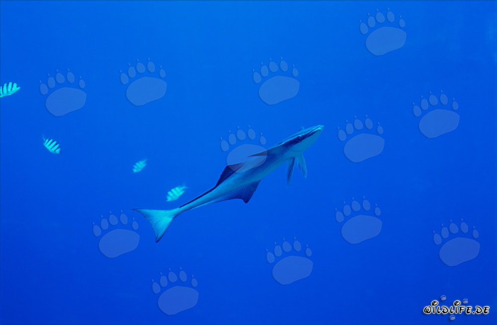 Fascinante Pez rata en Shark Reef en Fiji