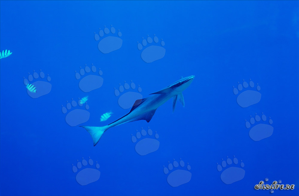 Affascinante Remora comune a Shark Reef alle Figi
