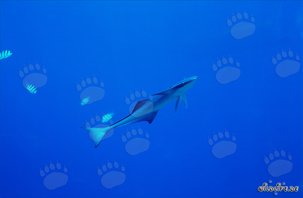 Fascinating Sharksucker (Remora remora) at Shark Reef in Fiji