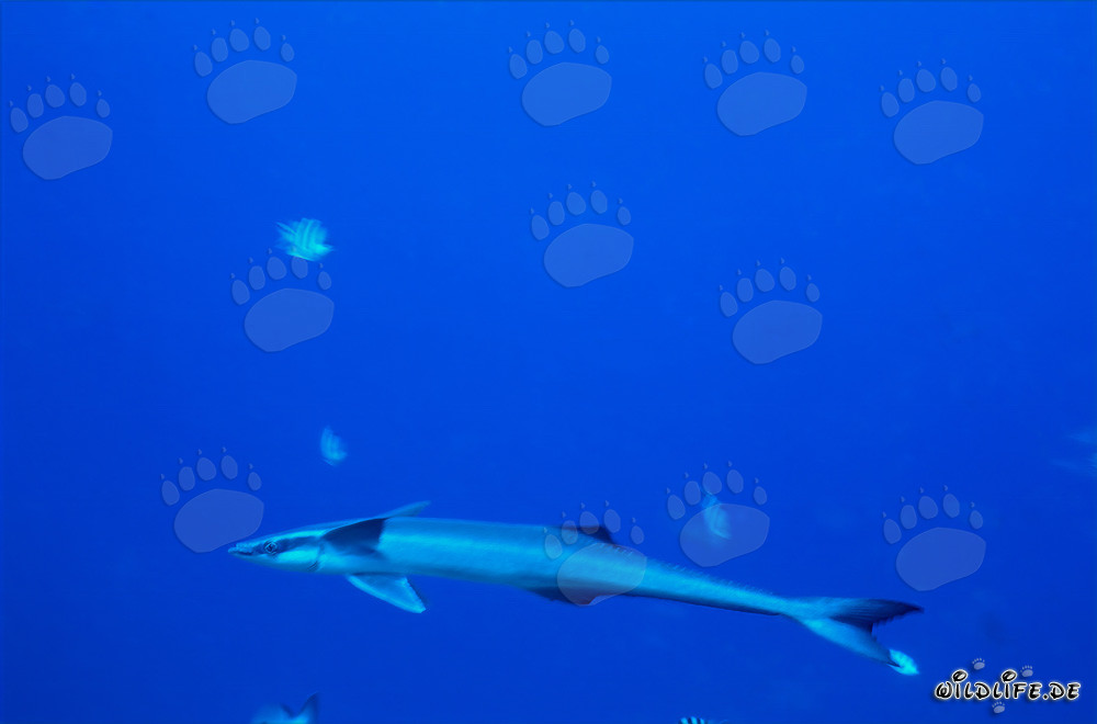 Le rémora commun au Shark Reef dans le lagon de Beqa à Viti Levu, Fidji