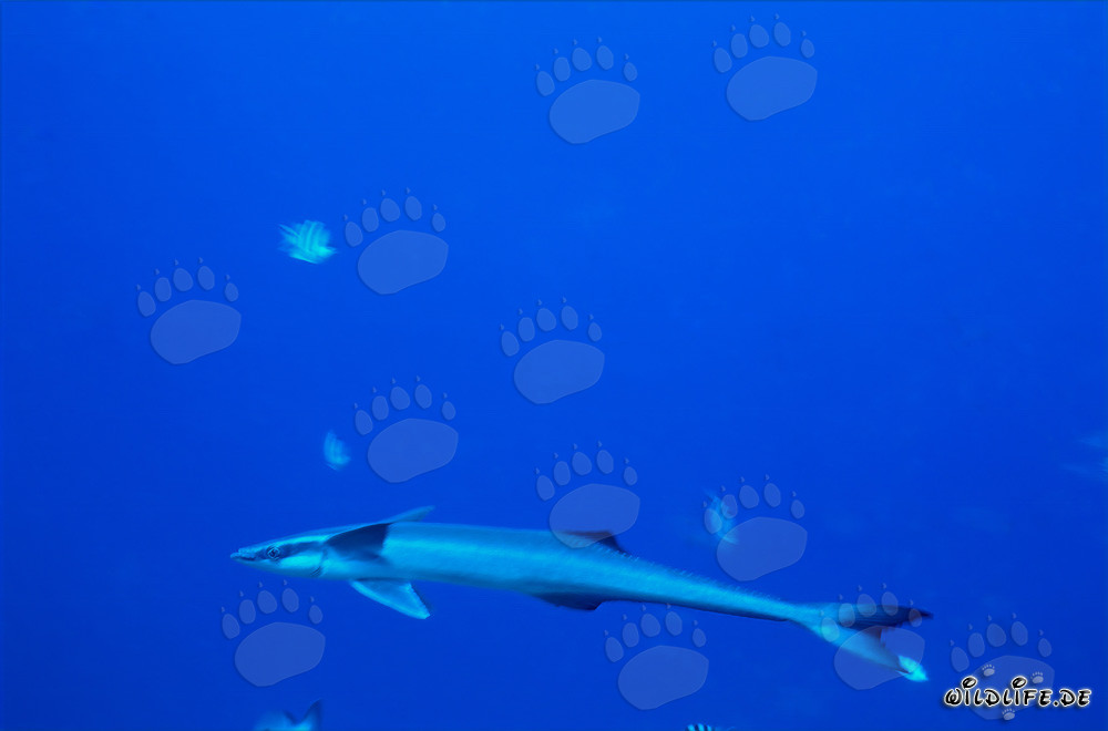 Rémora común en el Shark Reef en la laguna de Beqa en Viti Levu, Fiyi