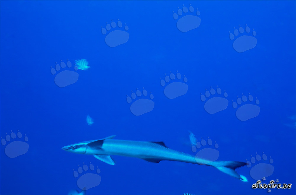 Rémora comune allo Shark Reef nel lago di Beqa a Viti Levu, Figi