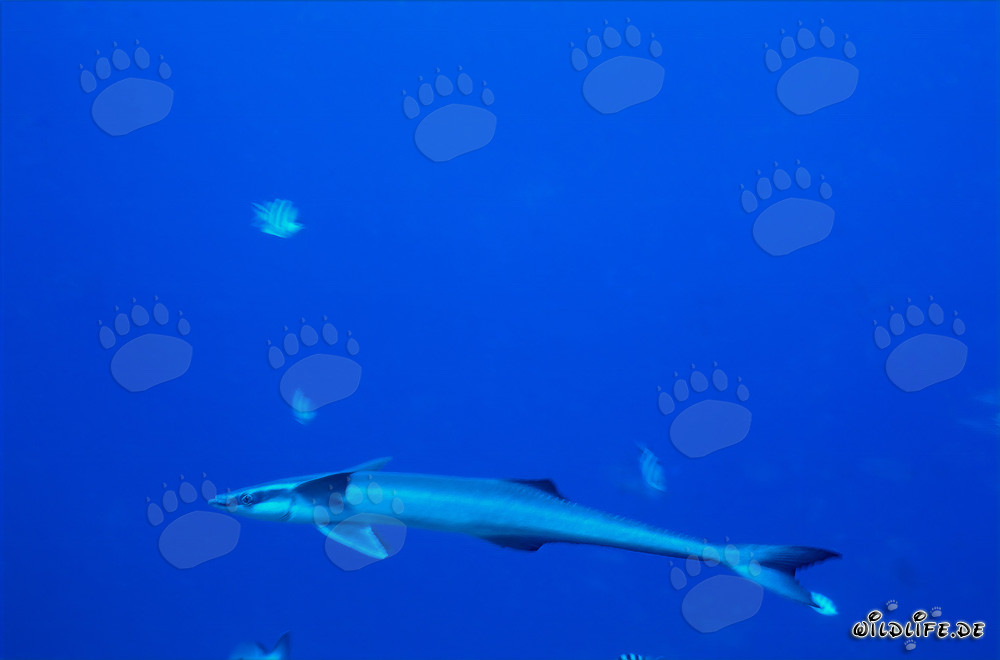 Sharksucker (Remora remora) at Shark Reef in Beqa Lagoon on Viti Levu, Fiji