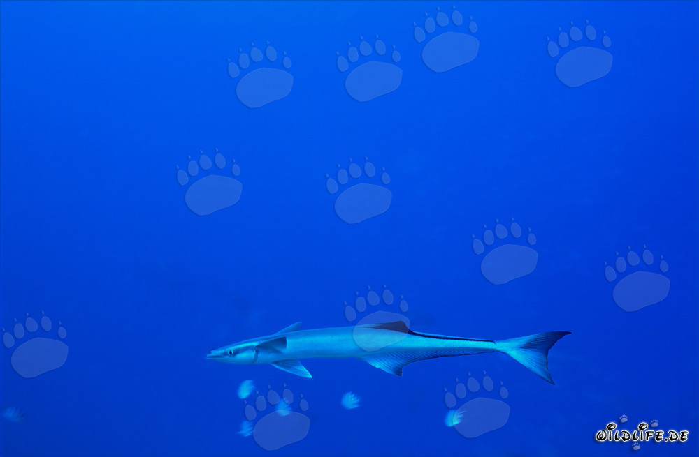 Fascinant Commun Remora sur le récif de requins dans le lagon de Beqa, Fiji