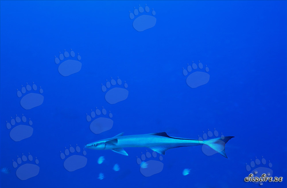 Fascinante Pez Rémora Común en el Arrecife de Tiburones en el Lago Beqa, Fiji