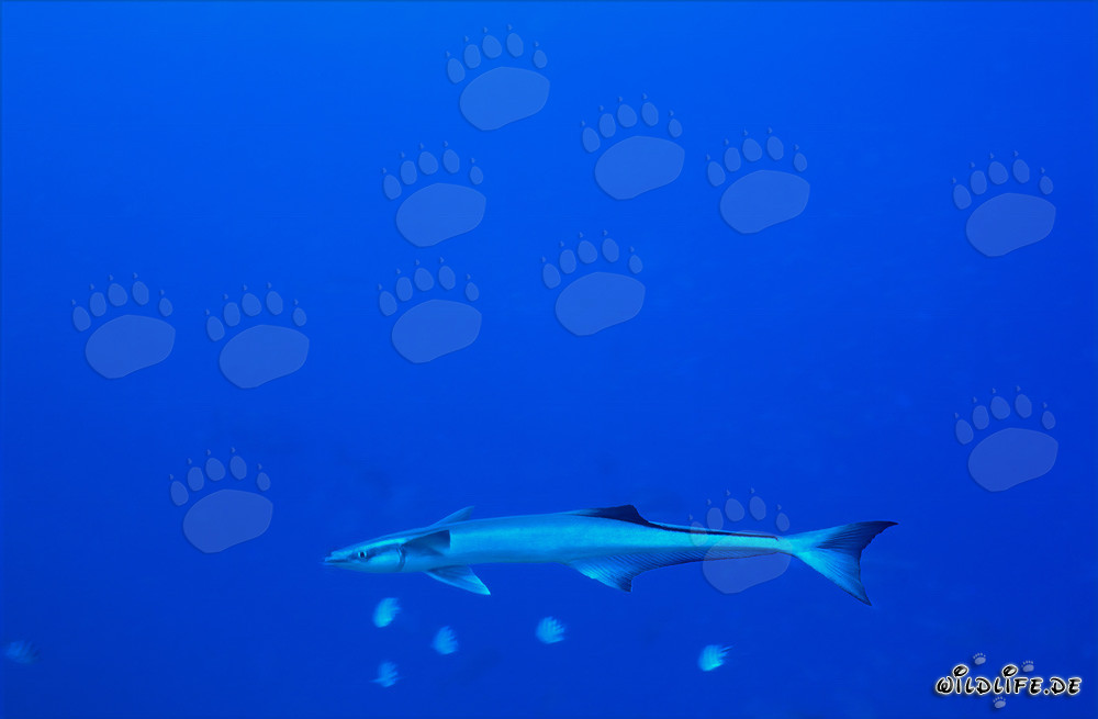Affascinante Remora Comune sul Reef degli Squali nel Lago Beqa, Fiji