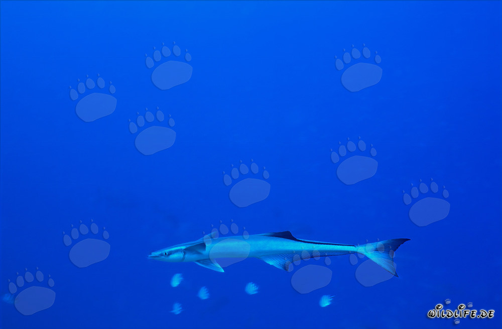 Fascinating Sharksucker at Shark Reef in Beqa Lagoon, Fiji