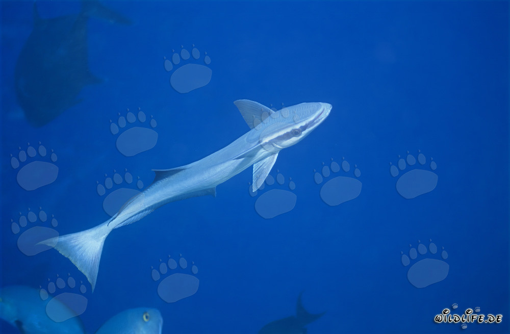 Rémora commune (Remora remora) sur Shark Reef dans le lagon de Beqa