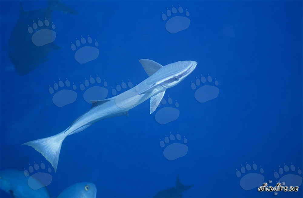 Rémora común (Remora remora) en Shark Reef en la laguna de Beqa
