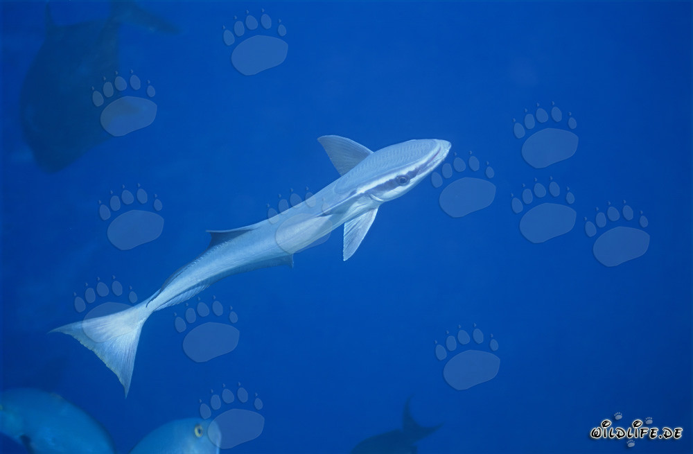 Rémora comune (Remora remora) su Shark Reef nella laguna di Beqa