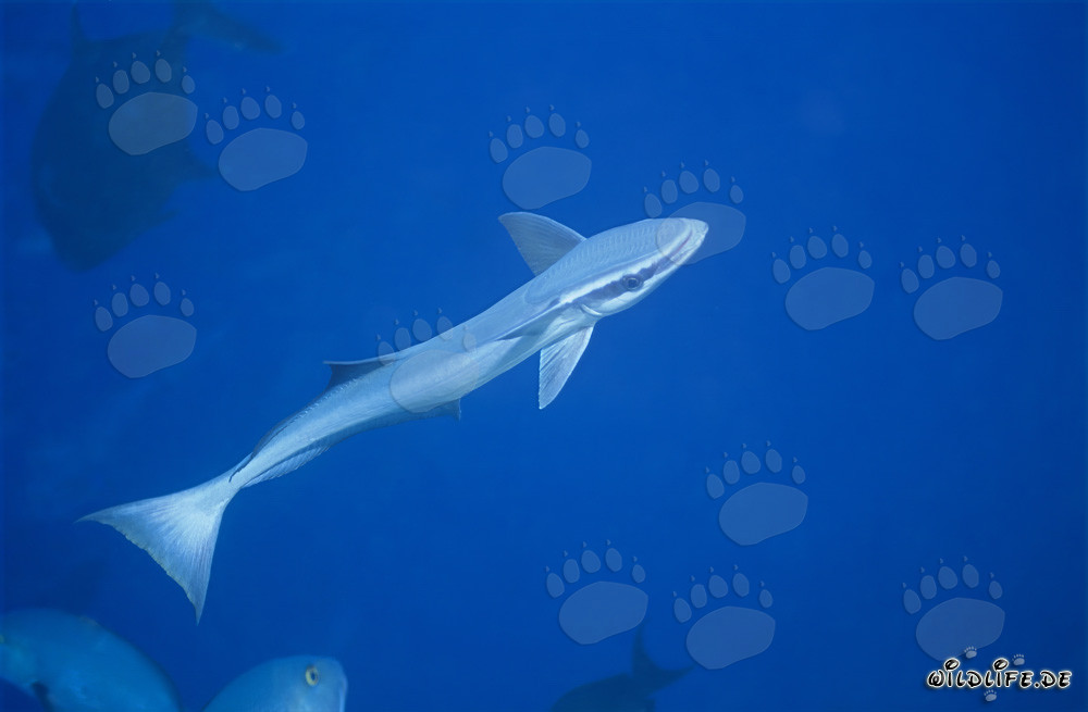 Sharksucker (Remora remora) at Shark Reef in Beqa Lagoon