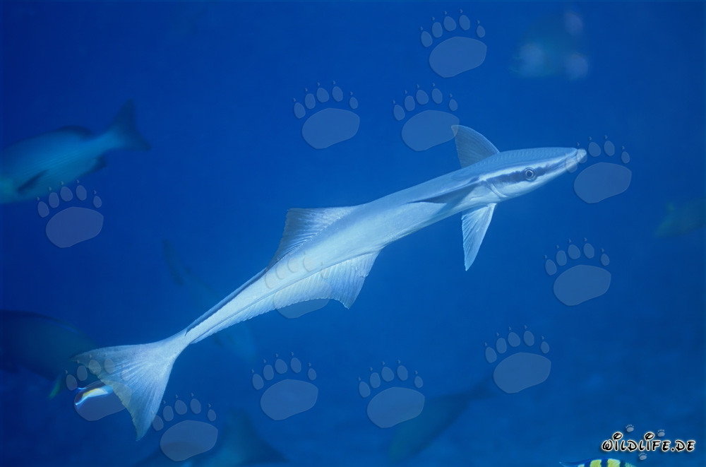 Fascinant commun remorquer dans les eaux claires du Pacifique Sud