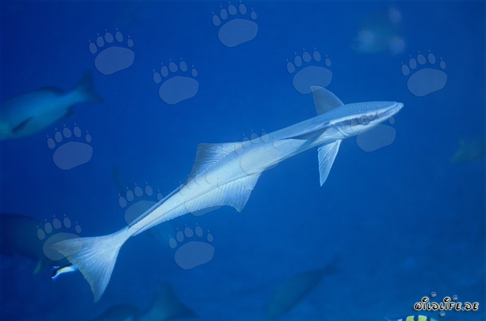 Affascinante pesce pilota comune nelle acque chiare del Pacifico del Sud