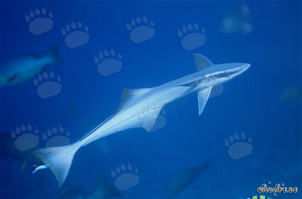 Fascinante pez remora común en las aguas claras del Pacífico Sur