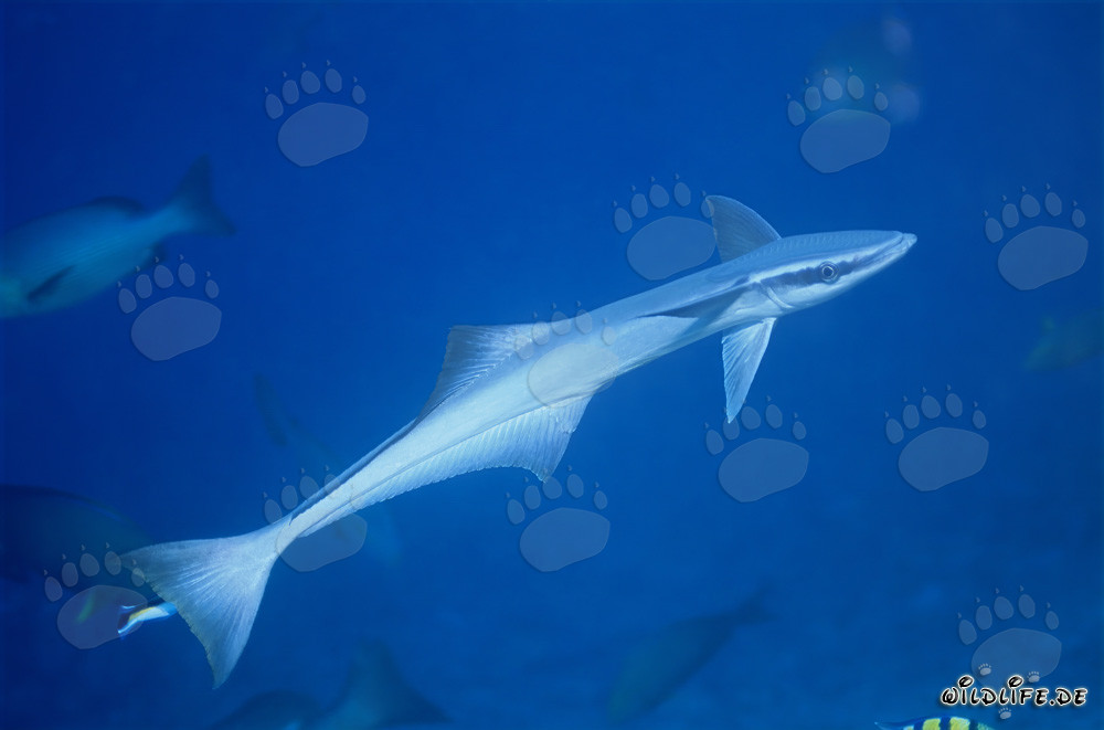 Fascinating Sharksucker in the clear waters of the South Pacific