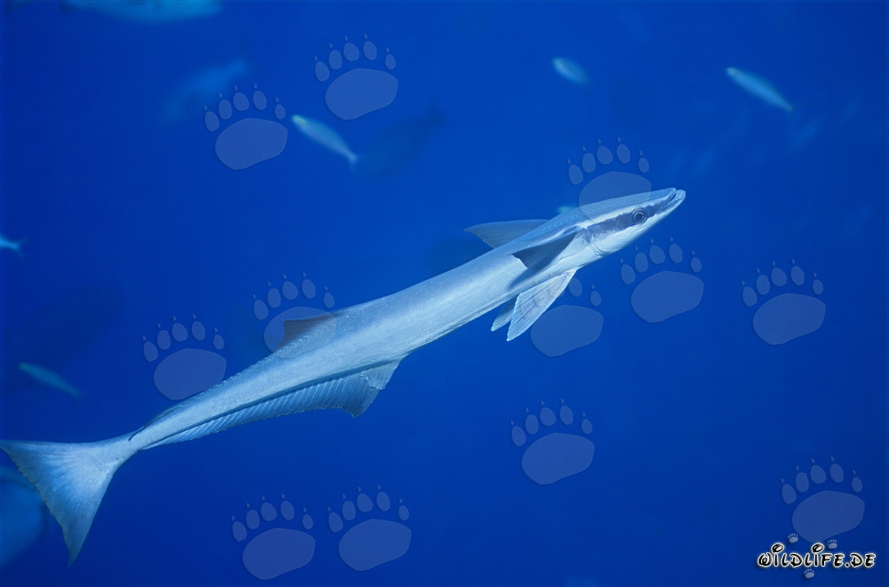 Remora remora fascinante dans le lagon de Beqa, Fidji