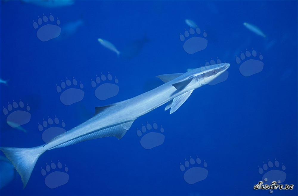 Remora remora affascinante nella laguna di Beqa, Figi