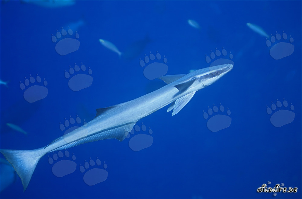 Fascinating Sharksucker (Remora remora) in Beqa Lagoon, Fiji
