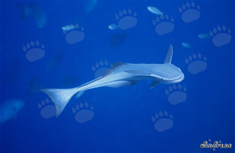 Remora commune au récif de requins
