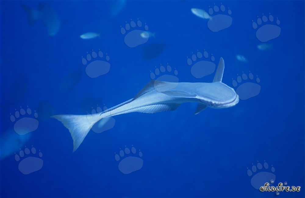 Remora comune al Shark Reef