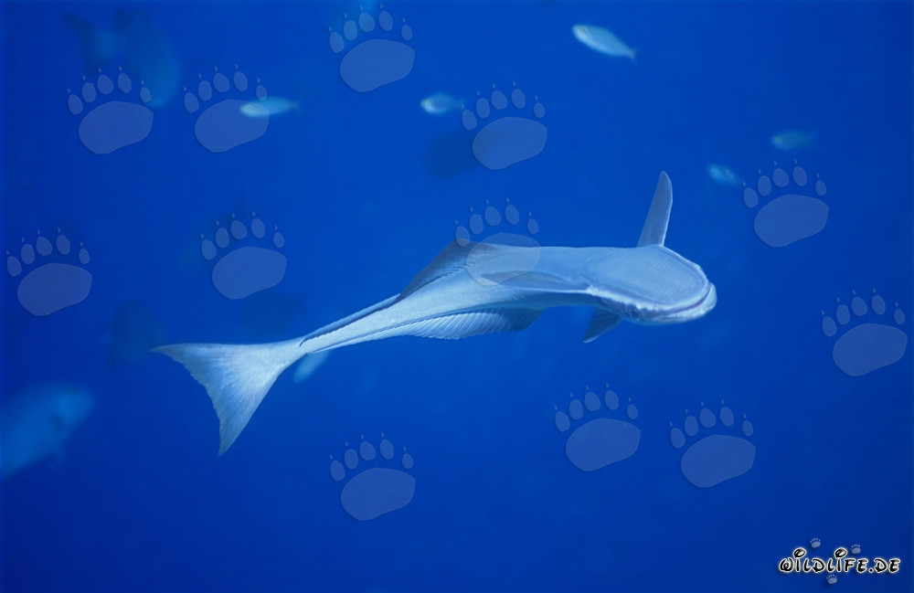 Sharksucker (Remora remora)