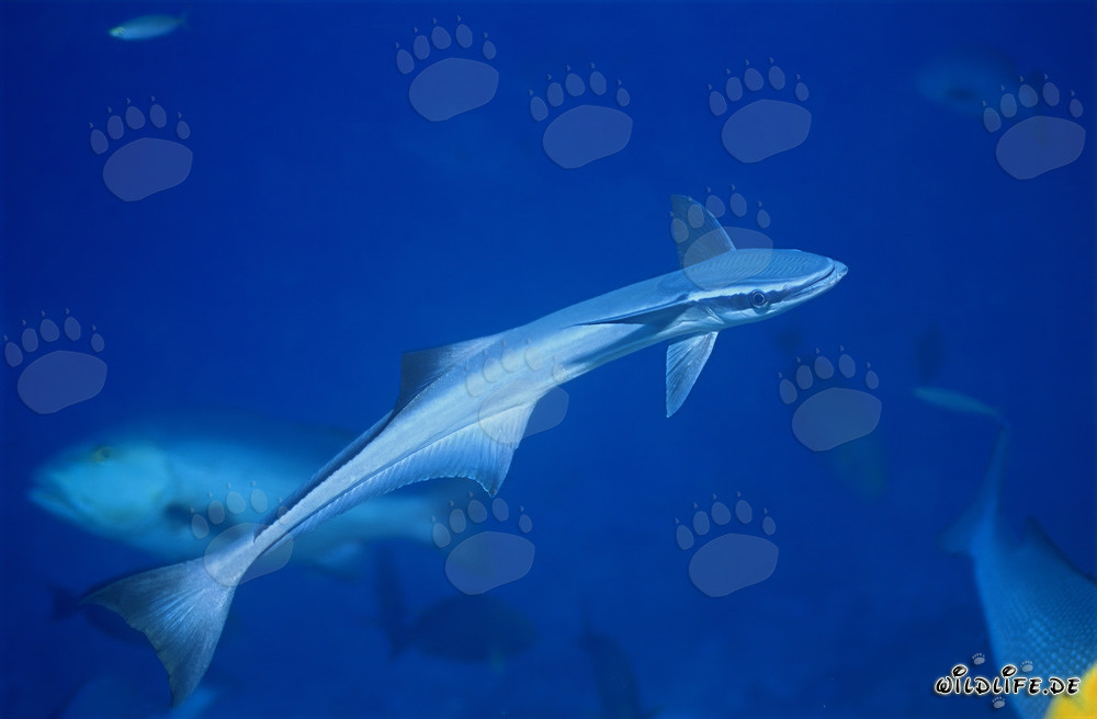 Affascinante Remora comune nella laguna di Beqa, Figi