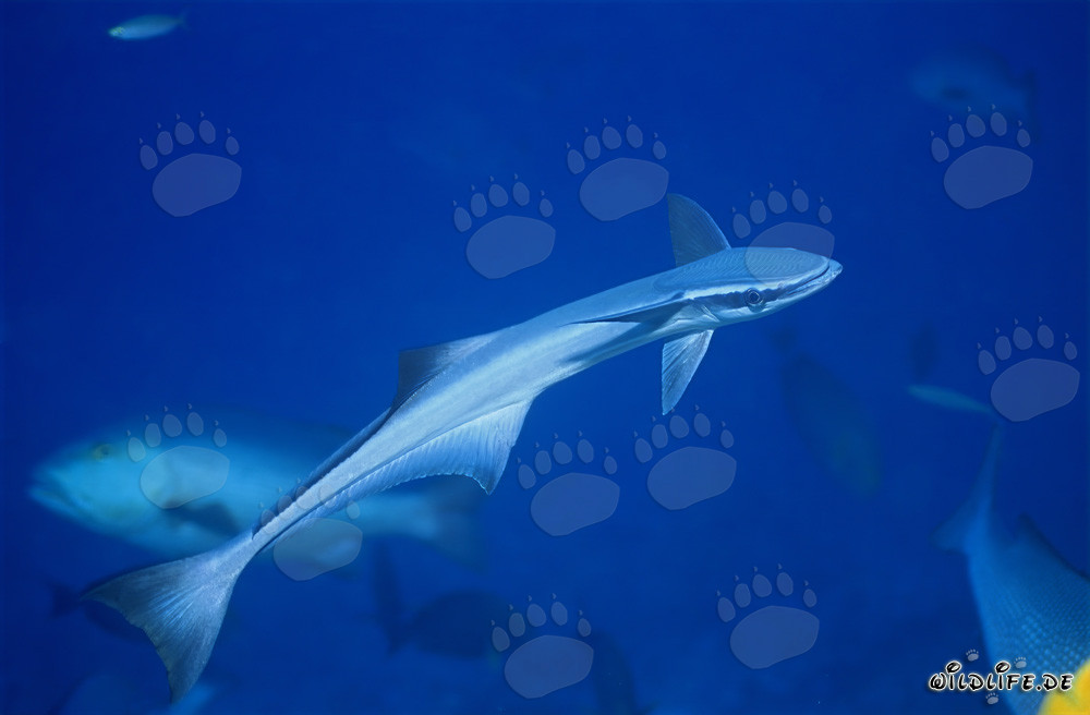 Remora remora commun fascinant dans le lagon de Beqa, Fidji