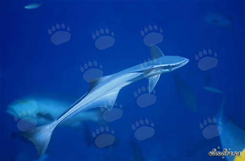Fascinating Sharksucker in Beqa Lagoon, Fiji