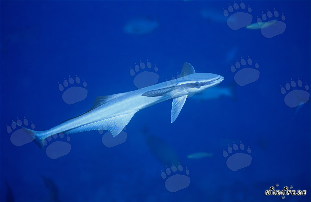 Fascinant commun remora (Remora remora) dans les eaux claires de Beqa Lagoon, Fidji