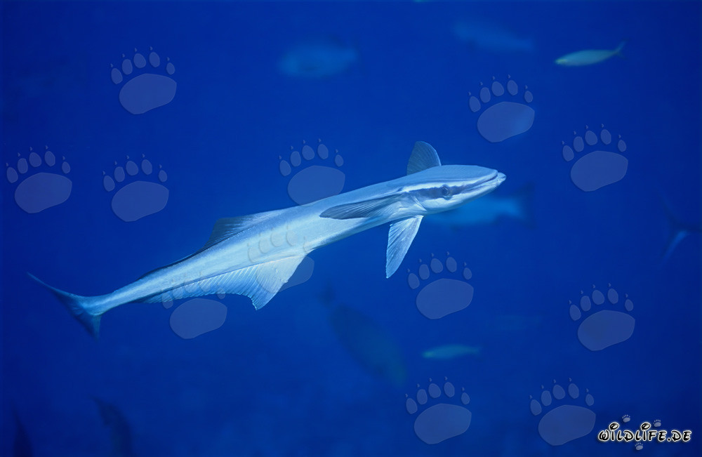 Fascinante rémora común (Remora remora) en las aguas claras de Beqa Lagoon, Fiji