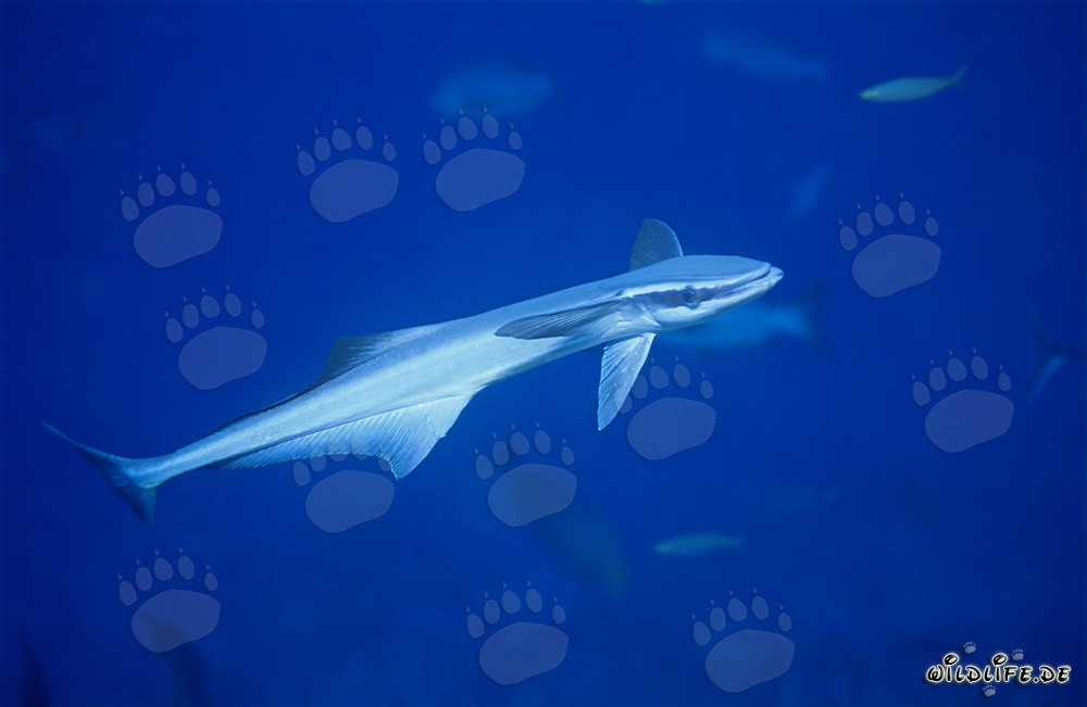 Affascinante remora comune (Remora remora) nelle acque limpide di Beqa Lagoon, Figi