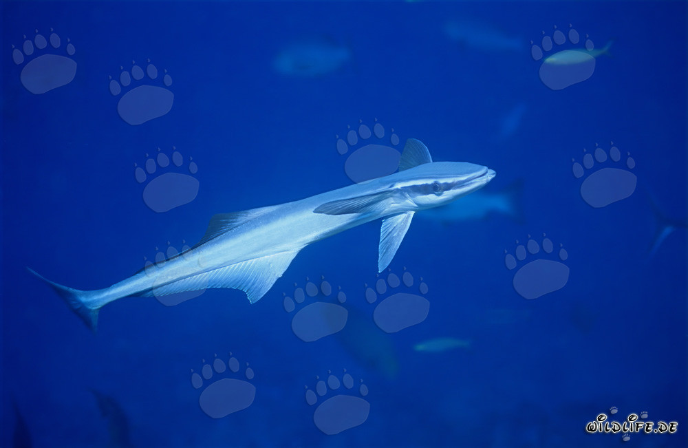Fascinating Sharksucker (Remora remora) in the clear waters of Beqa Lagoon, Fiji